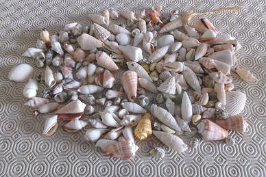 Set conchiglie marine