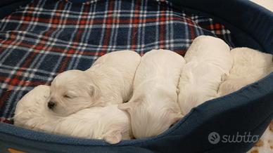 Cuccioli di Maltese