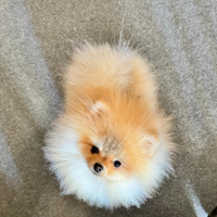 Spitz tedesco nano Pomerania maschio
