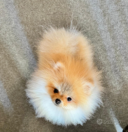 Spitz tedesco nano Pomerania maschio