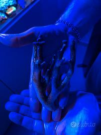 Talea di Stylophora Milka frag medio