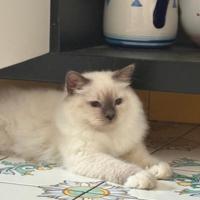 Gatto sacro di Birmania