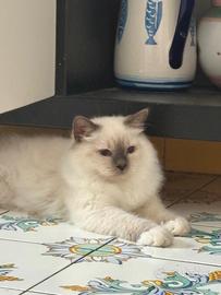 Gatto sacro di Birmania