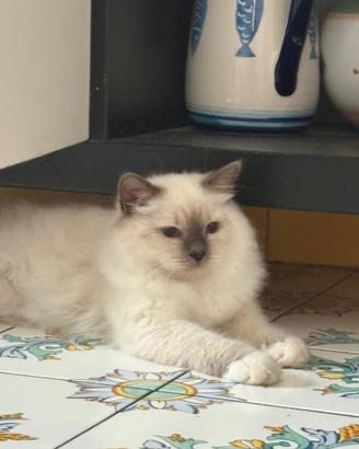 Gatto sacro di Birmania
