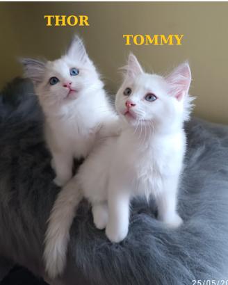 Ultimi Cuccioli di Razza Ragdoll disponibili