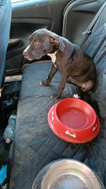 Cucciola di Pitbull di 3 mesi