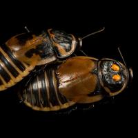 Blatte Lucihormetica verrucosa