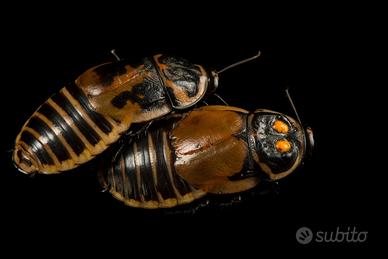 Blatte Lucihormetica verrucosa