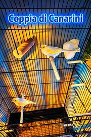 Coppia di canarini