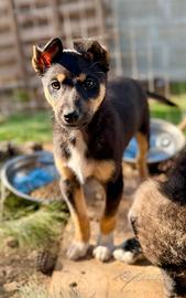 Lupetto cucciolo taglia medio piccola