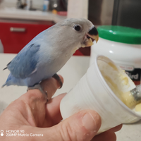 Pulli inseparabili allevati a mano