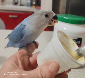 Pulli inseparabili allevati a mano