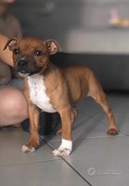 Cuccioli staffy