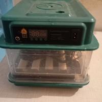 Incubatrice uova