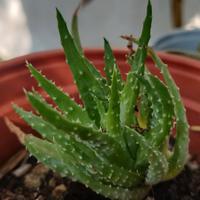 Aloe humilis