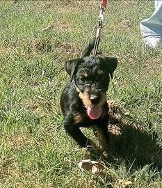 Cucciola femmina jagd terrier 3 mesi