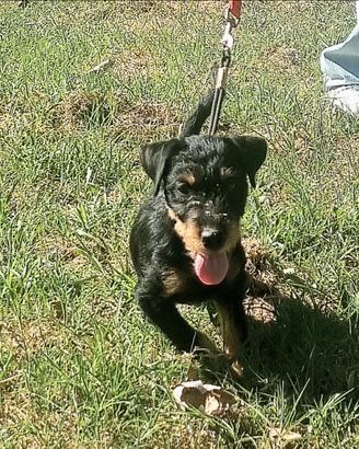 Cucciola femmina jagd terrier 3 mesi