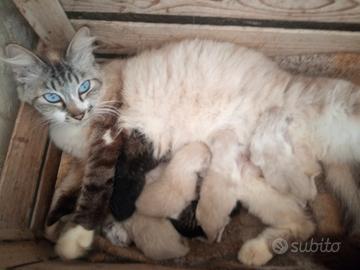 Gattini siamesi ragdoll