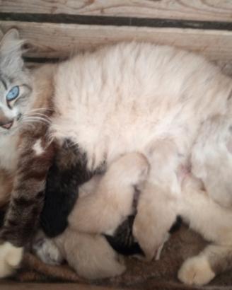 Gattini siamesi ragdoll