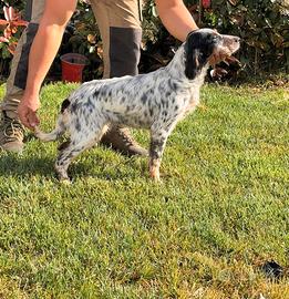 Cucciola di setter inglese