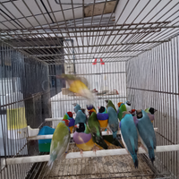 Diamante di gould