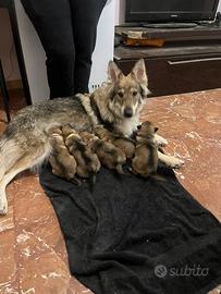 Cuccioli cane lupo cecoslovacco
