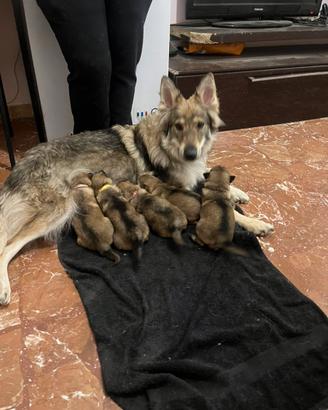 Cuccioli cane lupo cecoslovacco