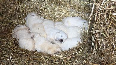 Cuccioli Pastore maremmano