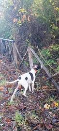 Pointer (m) mantello bianco fegato