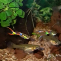 Guppy Endler Lyretail Blak Bar