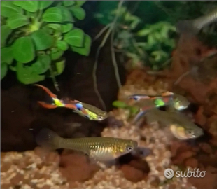 Guppy Endler Lyretail Blak Bar