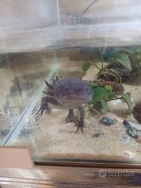 Axolotl