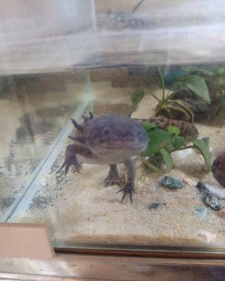 Axolotl