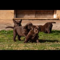 Cuccioli di labrador cioccolato