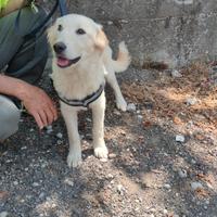 Meraviglioso cucciolo senza famiglia