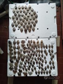 Stock transistor nuovi
