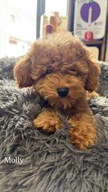 Cuccioli di Barboncino toy