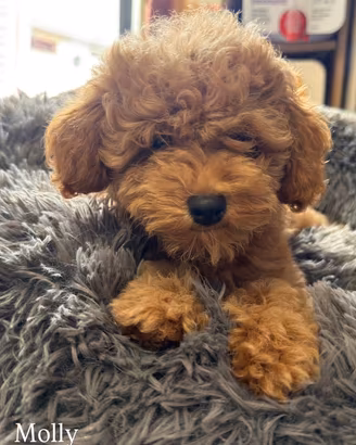 Cuccioli di Barboncino toy