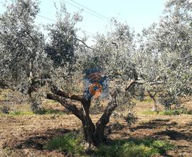 Campobello Terreno Agricolo Del Tipo Uliveto