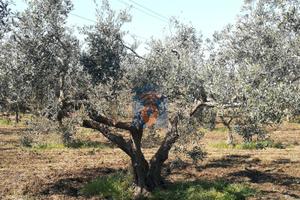 Campobello Terreno Agricolo Del Tipo Uliveto