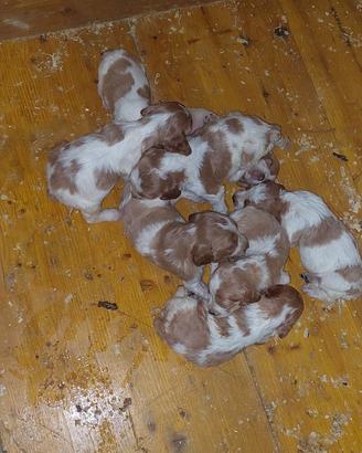 Cuccioli breton