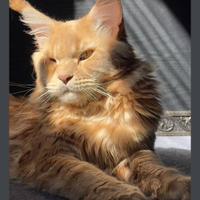 Maine Coon adulto dolcissimo