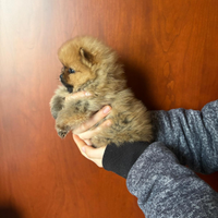 Cucciola di spitz di pomerania