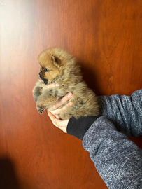 Cucciola di spitz di pomerania