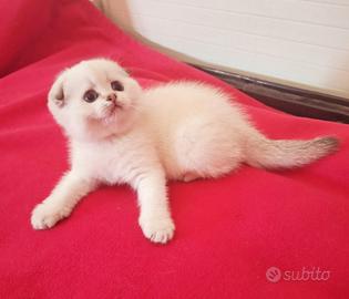 Gattina scottish fold con pedigree campania