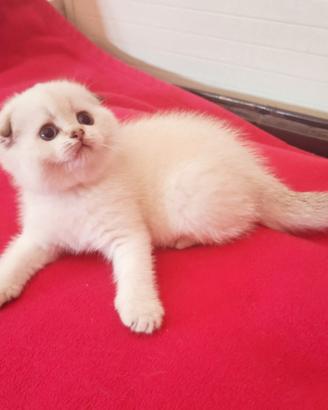 Gattina scottish fold con pedigree campania