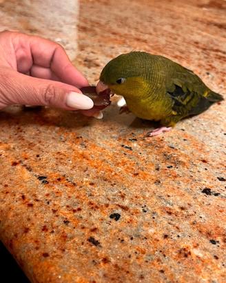 Parrocchetti barrati allevati a mano