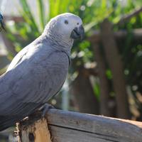 Pullo di Pappagallo Cenerino - ExpoGroup