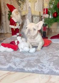 Cuccioli di bulldog francese lilac tan platinum