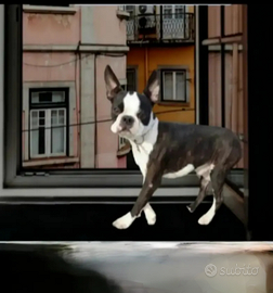 Boston terrier tigrato